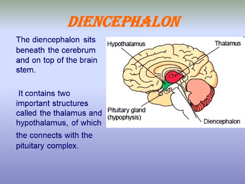 Diencephalon  The diencephalon sits beneath the cerebrum and on top of the brain